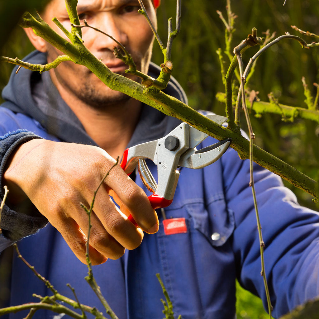 Felco F31 Anvil Pruning Shears - man cutting branch