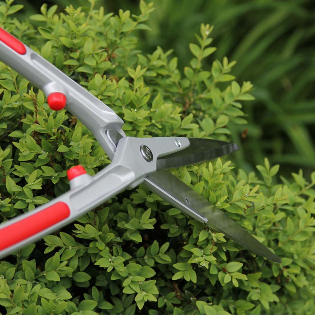 ARS Professional Hedge Shears - cutting hedges