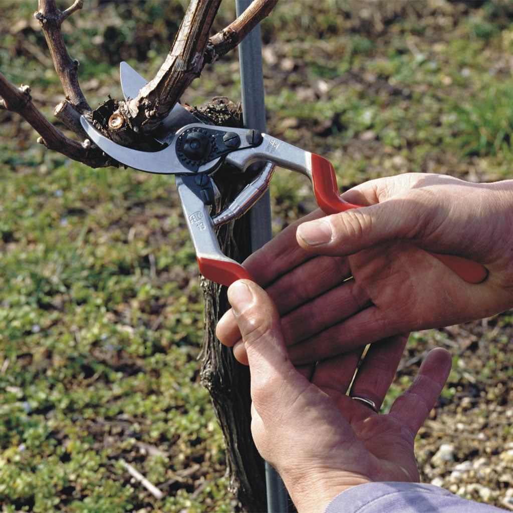 Felco F13 Pruning Shears - in use